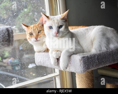 Die flamme Mitzie point Siam drängen mit Mika die orange Tabby auf die Katze Baum Stockfoto