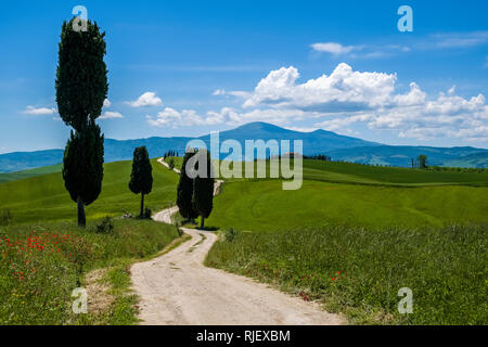 Typische hügelige Toskanische Landschaft im Val d'Orcia mit Feldern, Zypressen, Schotter und einem Bauernhaus Stockfoto