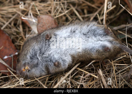 Maus getötet für Hetze Eulen unethisch Stockfoto