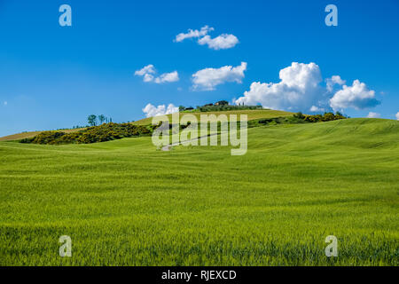 Typische hügelige Toskanische Landschaft im Val d'Orcia mit Feldern, Zypressen und Bäume Stockfoto
