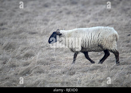 Schafe im Winter auf der Weide Amherst Insel Stockfoto