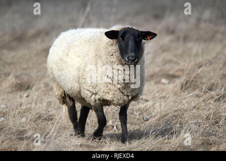 Schafe im Winter auf der Weide Amherst Insel Stockfoto