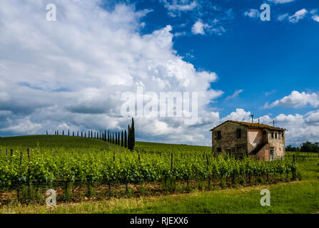 Typische toskanische Landschaft mit Hügeln, Weinbergen, Bauernhaus und eine Cypress Avenue Stockfoto