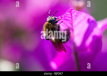 Fleißige Biene mit Pollen auf lila Blatt eines Bougainvillae Stockfoto