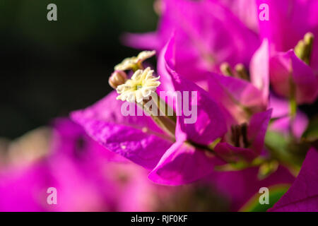 Nahaufnahme einer kleinen Blume eines Bougainvillae mit rosa Blätter Stockfoto