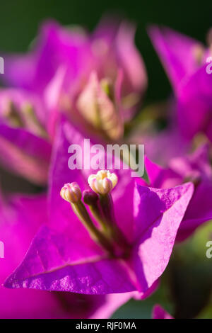 Nahaufnahme einer kleinen Blume eines Bougainvillae mit rosa Blätter Stockfoto