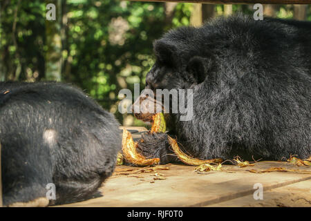 Schwarze Bären essen Kokosnüsse in der Gegend. Wildlife Conservation Stockfoto