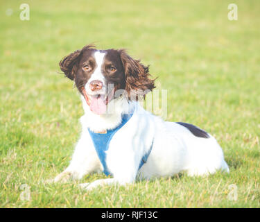 Männliche English Springer Spaniel hund nach K9 Stockfoto