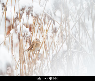 Rohrammer (Emberiza schoeniclus) im Schnee gehockt Lebensraum abgedeckt Stockfoto