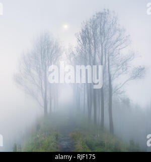 Foggy Geheimnis moonlight in langer Weg mit Bäumen/niemand Stockfoto