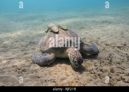 Sea Turtle mit zwei schiffshalter Fische auf Ihrer Shell Beweidung Seegras auf dem sandigen Meeresgrund des Roten Meeres in Ägypten Stockfoto