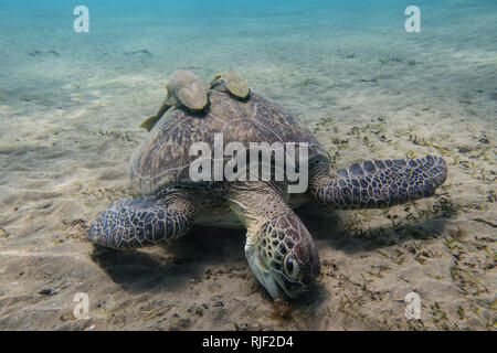 Sea Turtle mit zwei schiffshalter Fische auf Ihrer Shell Beweidung Seegras auf dem sandigen Meeresgrund des Roten Meeres in Ägypten Stockfoto