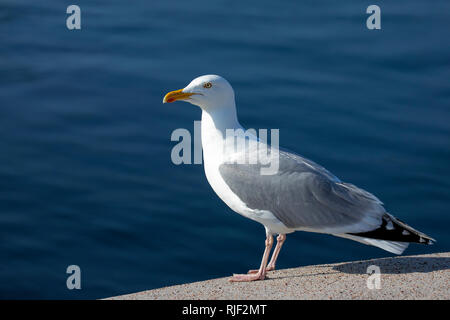 Möwe auf Chateau L Etoc auf Alderney, Channel Islands. Stockfoto