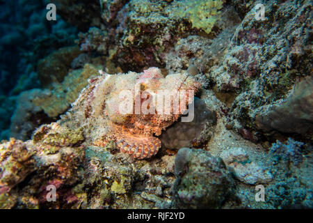 Perfekt getarnt und verschleiert Stein Fisch oder Skorpion Fisch warten auf Beute im Roten Meer in Ägypten Stockfoto