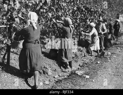 Europa, Italien, Toskana, Gaiole in Chianti, Bauern bei der Ernte in brolio, 1930 Stockfoto