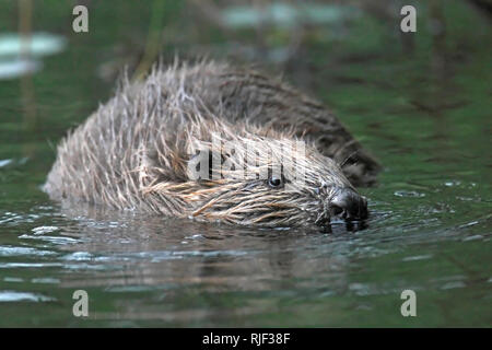 Europäische BIBER UK Stockfoto