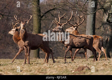 Rotwild Hirsche, UK. Stockfoto