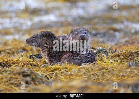 Fischotter (Lutra lutra) Mutter und Jungtier, Schottland, Großbritannien. Stockfoto