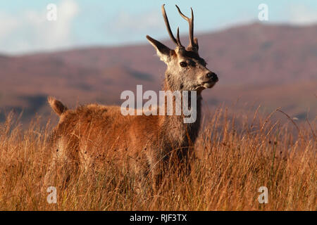 RED DEER (Cervus elaphus) junge männliche, Highlands, Schottland, UK. Stockfoto