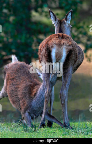 RED DEER (Cervus elaphus) Kalb saugen, Schottland, Großbritannien. Stockfoto