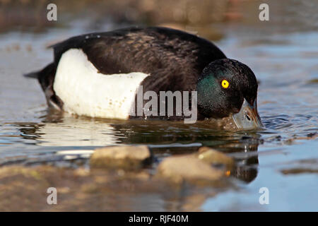 Reiherente UK. Stockfoto