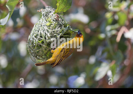 Village Weaver (Ploceus cucullatus), männlich Gebäude Nest. Äthiopien Stockfoto