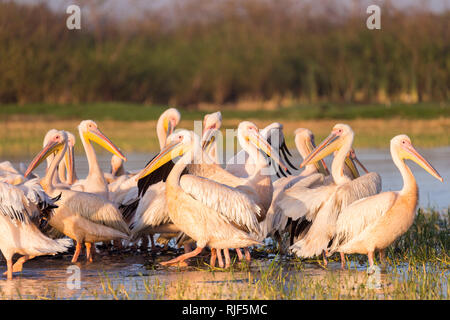 Great White Pelican (Pelecanus onocrotalus). Gruppe der Erwachsenen stehen auf flachem Wasser. Ziway Sees, Äthiopien Stockfoto