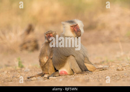 Hamadryas baboon (Papio hamadryas). Weibliche Pflege dominante Männchen. Awash National Park, Äthiopien Stockfoto