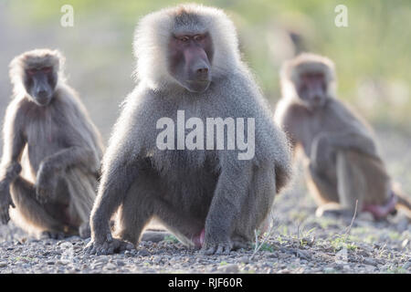 Hamadryas baboon (Papio hamadryas). Dominante Männchen mit zwei anderen Affen, sitzen. Awash National Park, Äthiopien Stockfoto