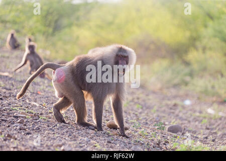 Hamadryas baboon (Papio hamadryas). Dominante Männchen stehen. Awash National Park, Äthiopien Stockfoto