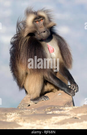 Gelada baboon (Theropithecus gelada). Dominante Männchen sitzt auf einem Felsen. Äthiopien Stockfoto