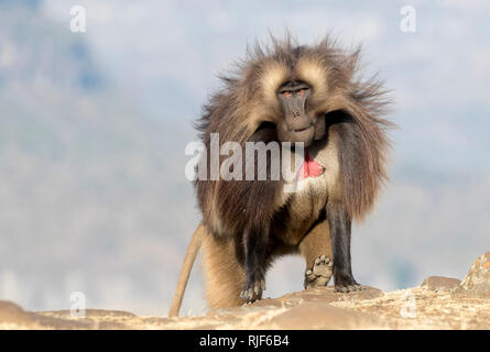 Gelada baboon (Theropithecus gelada). Dominante Männchen wandern auf einem Felsen. Äthiopien Stockfoto