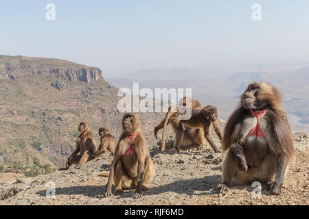 Gelada baboon (Theropithecus gelada). Gruppe von Weibchen mit Jungen und Männer in der Nähe von der Klippe, wo Sie die Nacht verbringen. Äthiopien.. Stockfoto