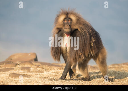 Gelada baboon (Theropithecus gelada). Dominante Männchen wandern auf einem Felsen. Äthiopien Stockfoto