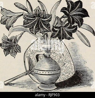 . Katalog: Sherwood Halle Kindergarten Co. Baumschulen (Gartenbau) Kalifornien Menlo Park Kataloge; Gemüse Samen Kataloge; Pflanzen, Zierpflanzen, Blumen Kataloge Kataloge Kataloge; Obst; Bäume Sämlinge Kataloge. Katalog von Bäumen, Pflanzen, Samen, Bllbs. 49 bauchig und andere Blume = Wurzeln. I'arii - passend für gekennzeichnet. Nicht Doz. Ich "upplii d nach November AGAPAXTHUS unibellatus (Blaue Schmucklilie). Eine anmutige Pflanze, pro-legt großen dolden der blaue Blüten. So AMARA IST Bellaaonna Major. Silbrig-weißen Blüten, reich mit Rosy Red gespült; sehr duftende "Forinosissiiiia (Jacobean Lilie). Cr Stockfoto