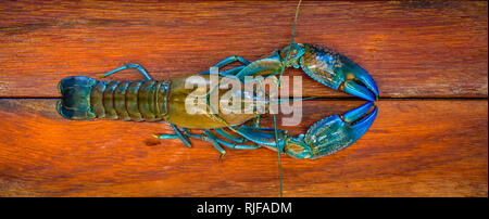 Auch ein flusskrebs als (yabbie bekannt) mit blauen Krallen auf einer hölzernen Schneidebrett bereit für das Abendessen vorbereitet und gekocht werden. Stockfoto