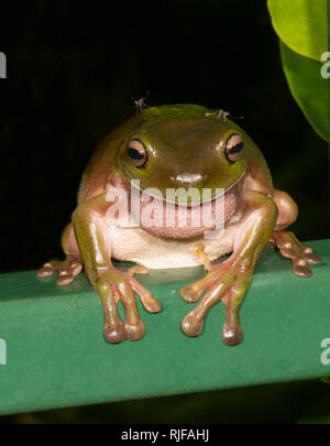 Green Tree Frog (Litoria caerulea) auf den Kopf von Moskitos, Cairns, Far North Queensland, FNQ, QLD, Australien gebissen werden Stockfoto