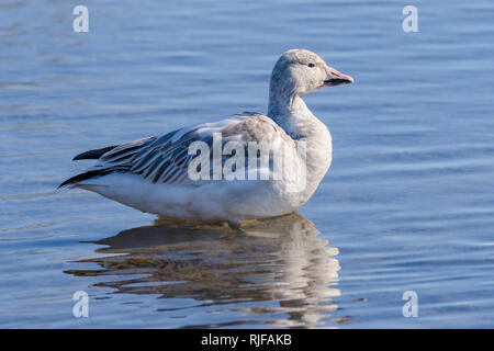 Juvenile Zwergschneegans, Chen caerulescens, Burnaby Lake Regional Park, Burnaby, British Columbia, Kanada Stockfoto