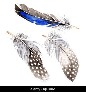 Aquarell blau und schwarz Vogel Feder aus Flügel isoliert. Aquarelle Feder für den Hintergrund. Aquarell Zeichnung Mode. Isolierte Federn illustrati Stockfoto