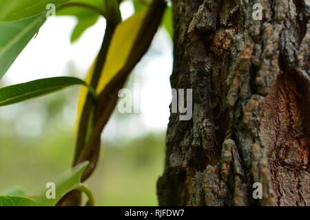 Gottesanbeterin die Farbe der Rinde, Boxer Rinde Mantid, Paraoxypilus sp. Szenen aus einem Spaziergang am Elliot Federn, Moongun Wanderweg am Elliot Federn Stockfoto