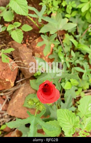 Rote Tulpe wie Blume wächst am Boden, Moongun Wanderweg am Elliot Federn, Townsville, Queensland, Australien Stockfoto