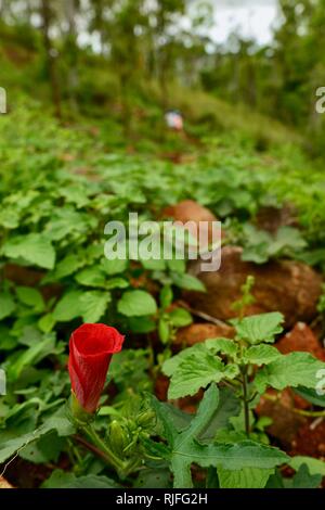 Rote Tulpe wie Blume wächst am Boden, Moongun Wanderweg am Elliot Federn, Townsville, Queensland, Australien Stockfoto