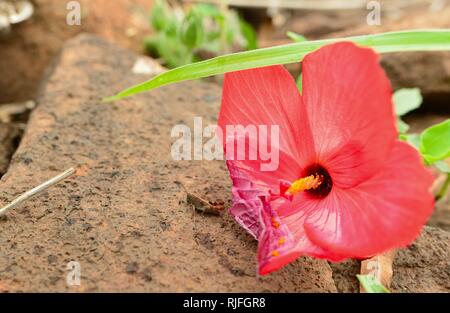 Abelmoschus moschatus Abelmosk ambrette jährliche Hibiskus, Bamia Moschata, Galu Gasturi, muskdana, moschus Malve, Moschus okra, ornamentalen okra, rose Mallow Stockfoto