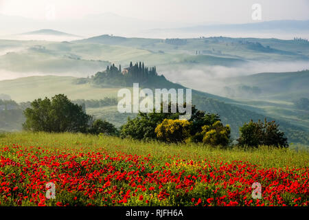 Luftaufnahme auf eine typische hügelige Toskanische Landschaft im Val d'Orcia mit der Bauernhof Podere Belvedere auf einem Hügel, Felder, Zypressen, Rot blüht der Mohn (Pa Stockfoto