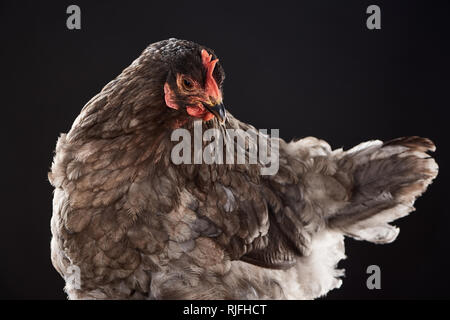 Bauernhof Henne mit braunen Federn isoliert auf Schwarz Stockfoto