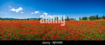 Panoramablick auf die typische hügelige toskanische Landschaft mit Feldern, Bäume, ein Bauernhaus und rot blühenden Mohn (Papaveraceae) Stockfoto
