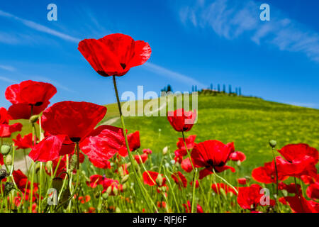Eine Nahaufnahme von Blüten in einem Feld von rot blühenden Mohn (Papaveraceae) Stockfoto