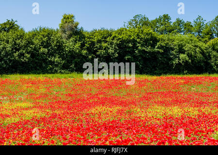 Großer Bereich der rot blühenden Mohn (Papaveraceae), Bäume in der Ferne Stockfoto
