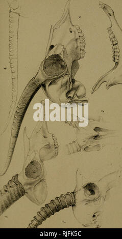 . Katalog von Exemplaren der Mammalia in der Sammlung des British Museum. Säugetiere. ^: Wenn -''-. Bitte beachten Sie, dass diese Bilder sind von der gescannten Seite Bilder, die digital für die Lesbarkeit verbessert haben mögen - Färbung und Aussehen dieser Abbildungen können nicht perfekt dem Original ähneln. extrahiert. British Museum (Natural History). Abt. der Zoologie; Gray, John Edward, 1800-1875. London, Gedruckt im Auftrag des Kuratoriums Stockfoto