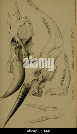 . Katalog von Exemplaren der Mammalia in der Sammlung des British Museum. Säugetiere. . Bitte beachten Sie, dass diese Bilder sind von der gescannten Seite Bilder, die digital für die Lesbarkeit verbessert haben mögen - Färbung und Aussehen dieser Abbildungen können nicht perfekt dem Original ähneln. extrahiert. British Museum (Natural History). Abt. der Zoologie; Gray, John Edward, 1800-1875. London, Gedruckt im Auftrag des Kuratoriums Stockfoto